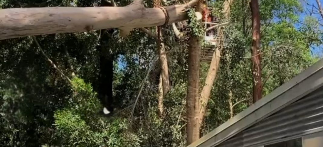 Fallen Tree Removal Lift Franna Crane - Mighty Cranes